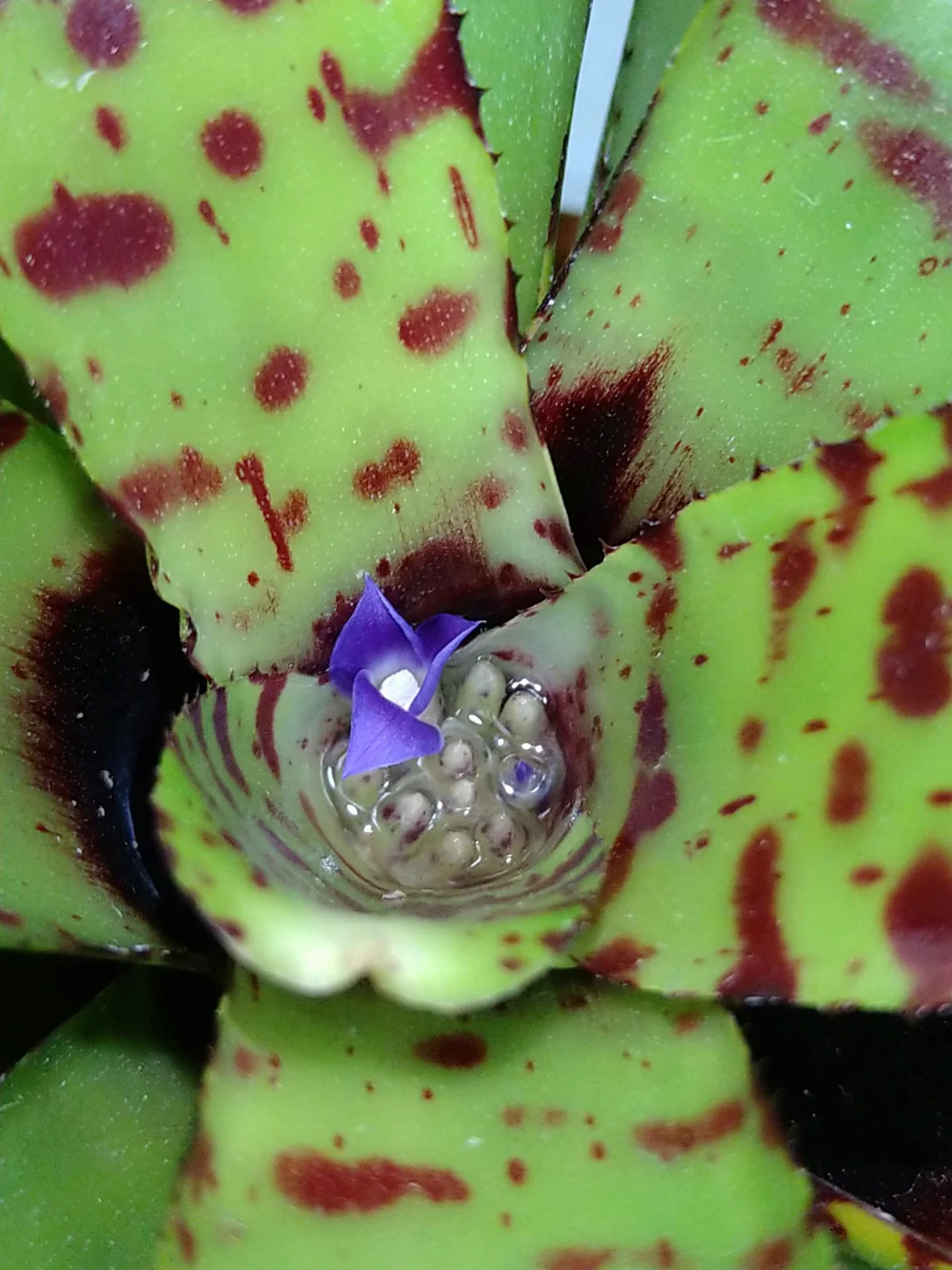 ネオレゲリア　プンクタティッシマ　花