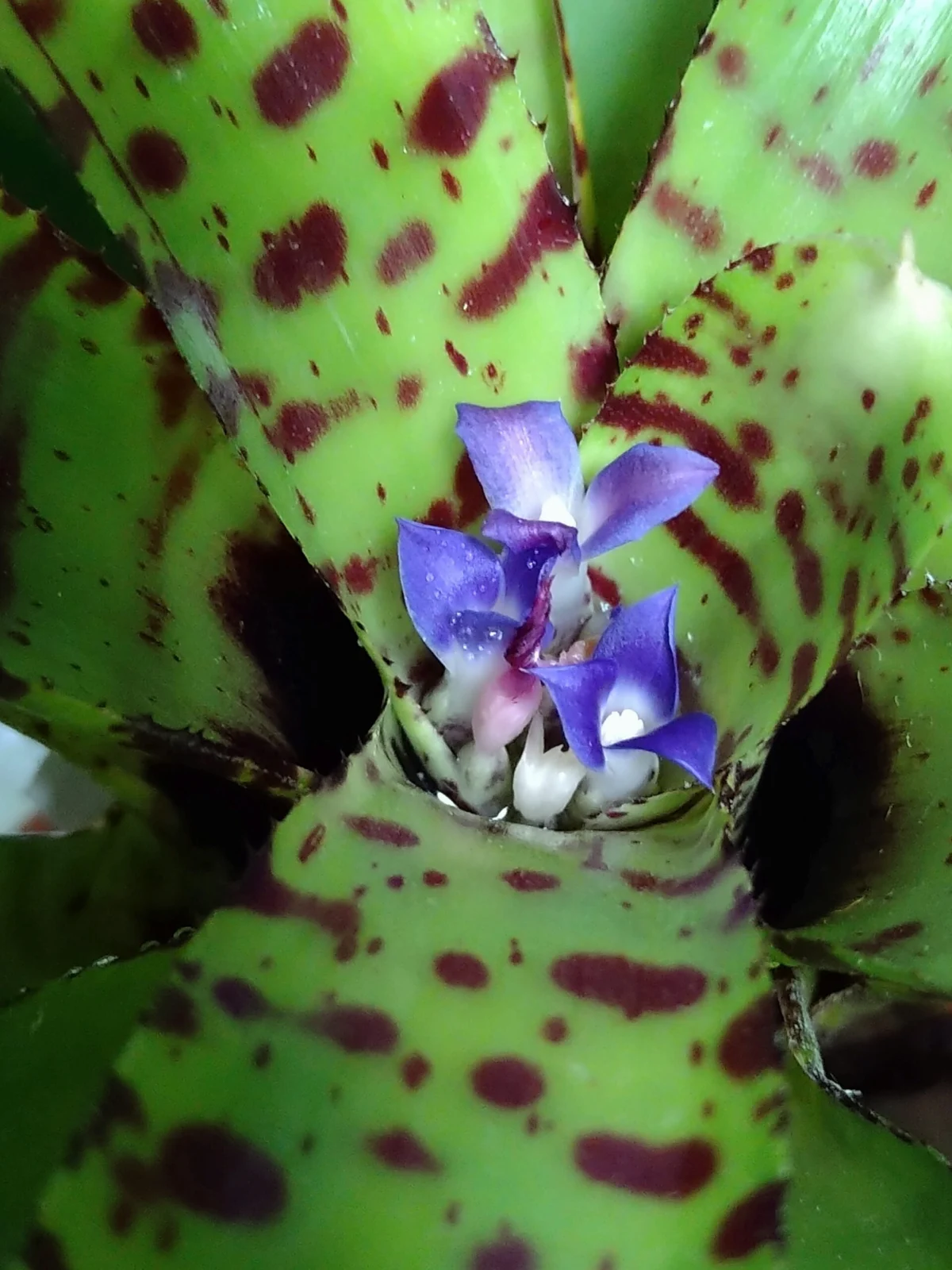 ネオレゲリア　プンクタティッシマ　花