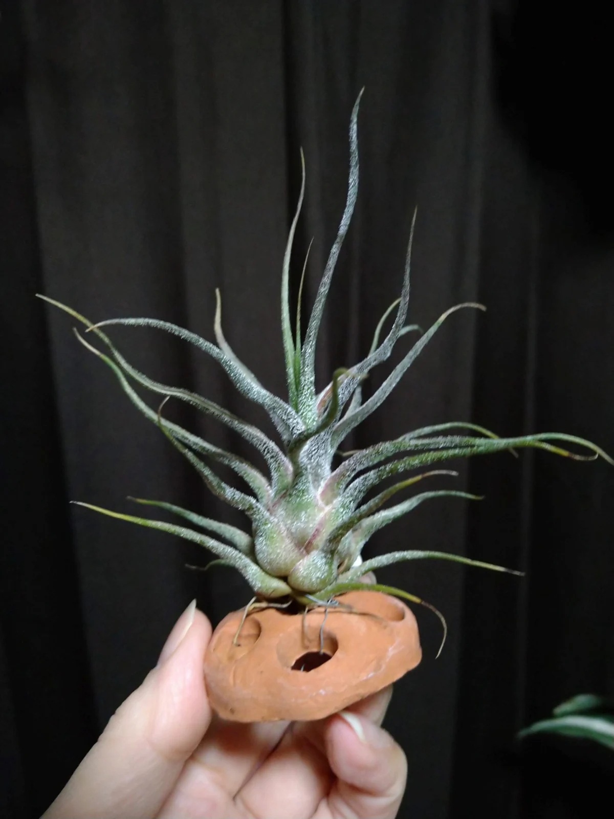 ティランジア　プルイノーサ　グアテマラ