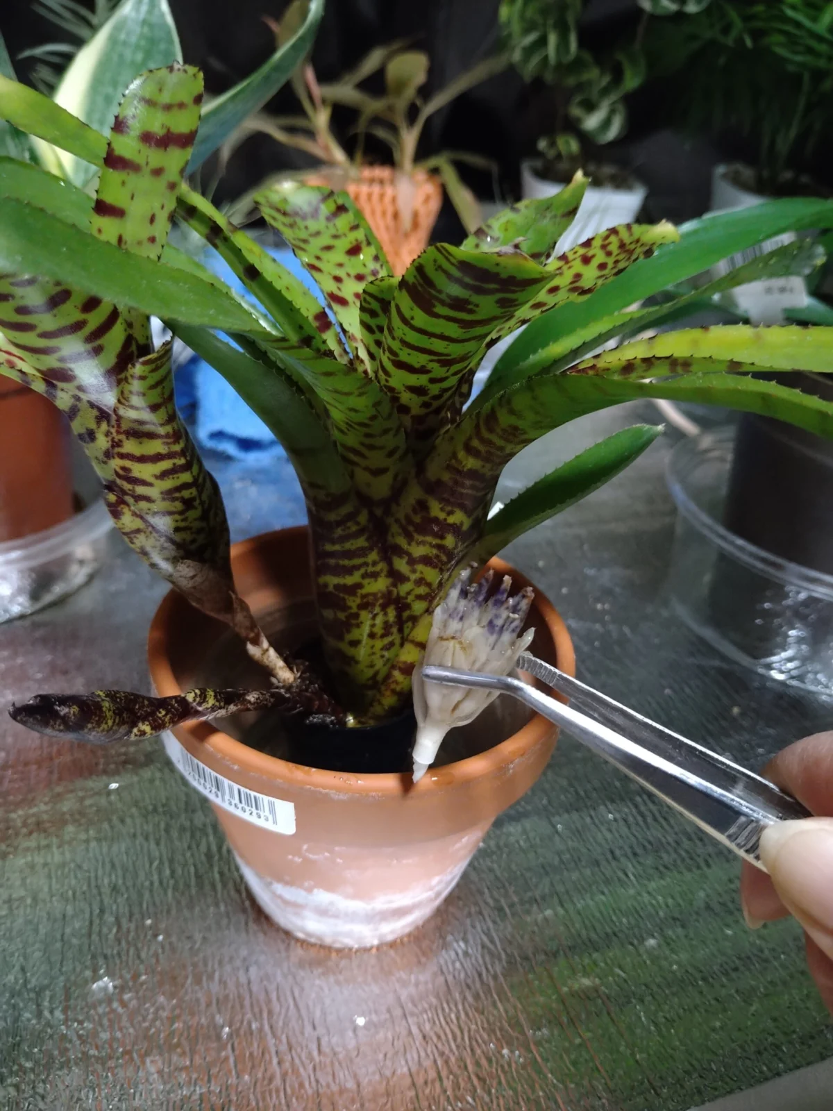 ネオレゲリア　プンクタティッシマ　花後