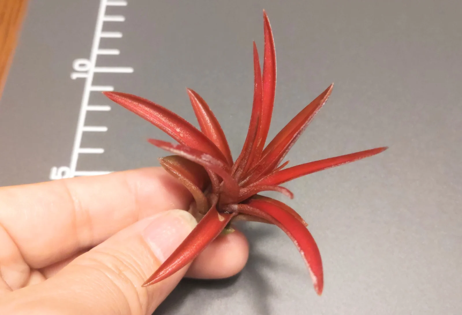 ティランジア ベルティナ