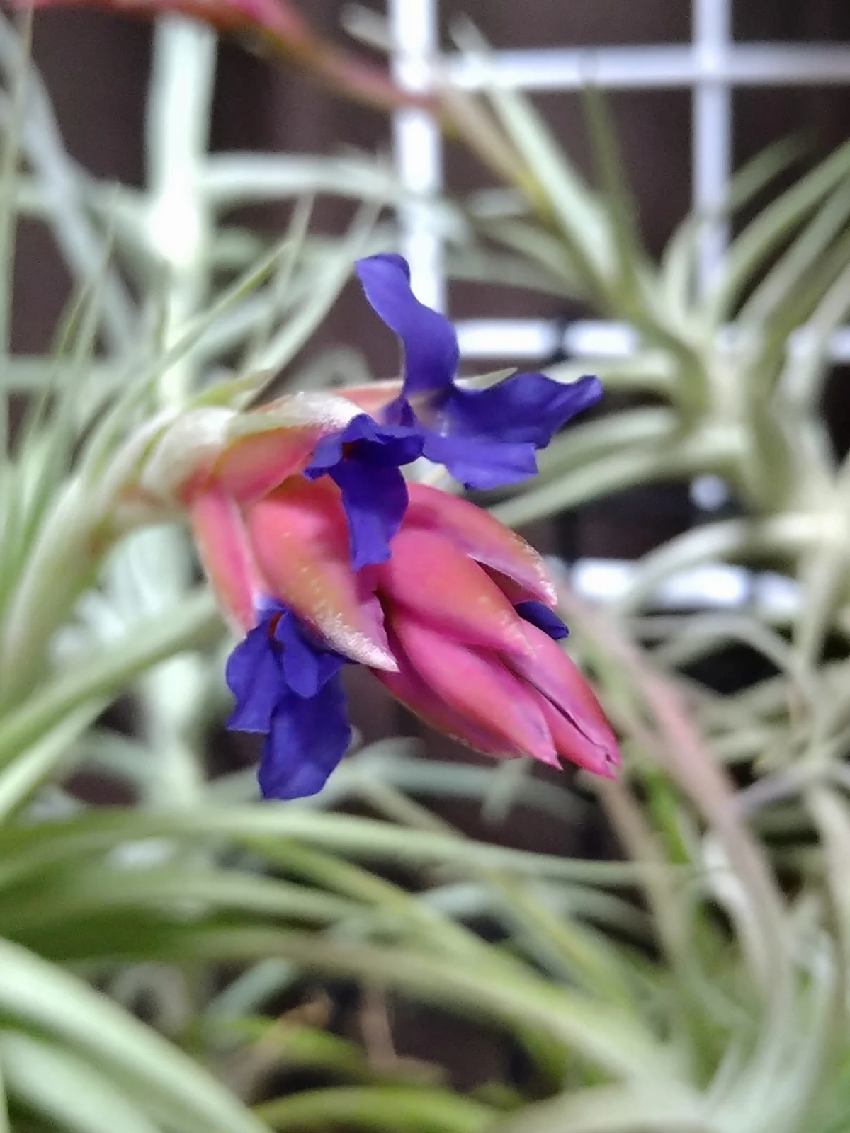 ティランジア 開花