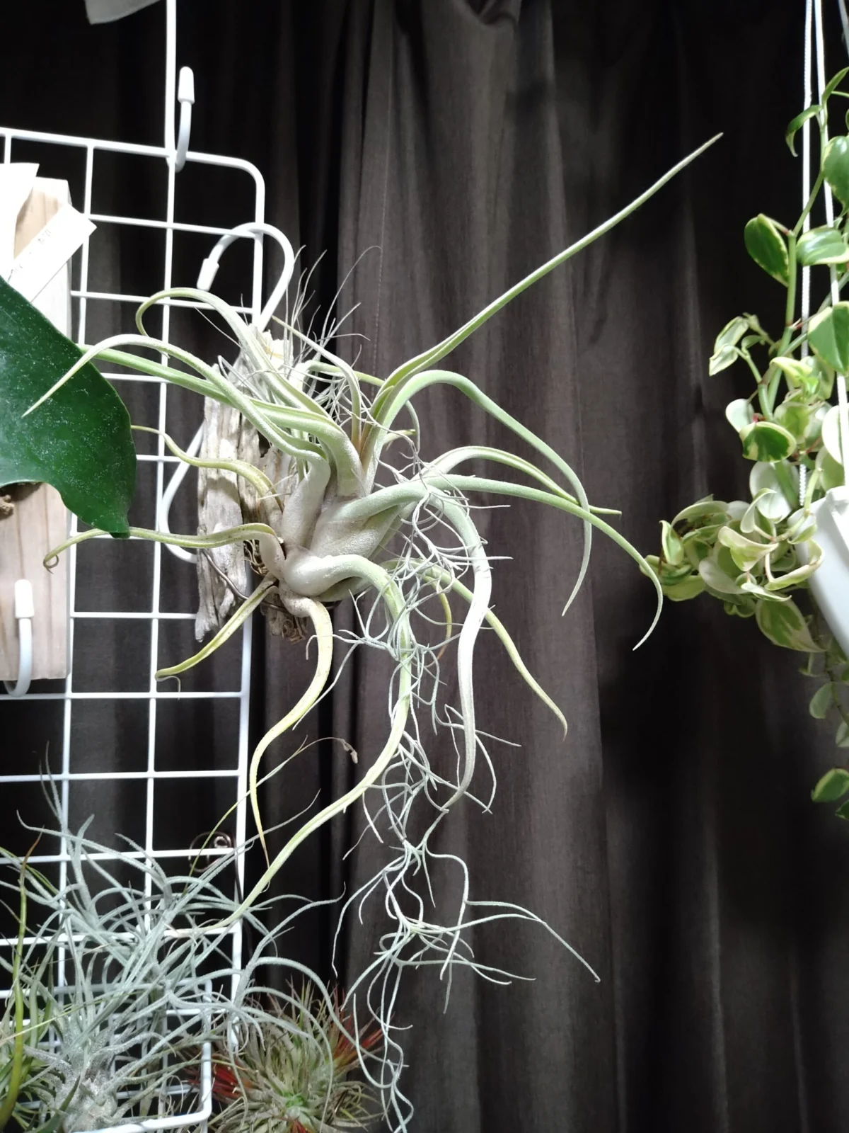 ティランジア　カプトメデューサエ