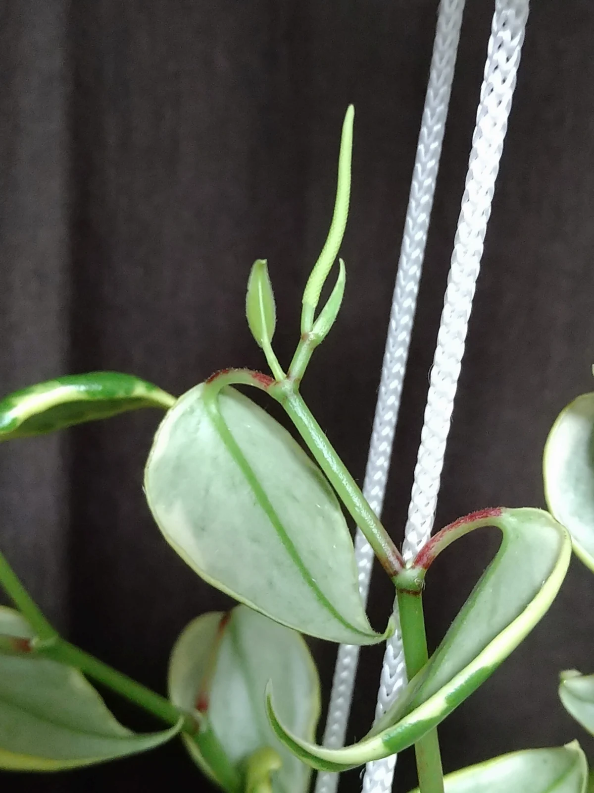 ペペロミア　セルペンス