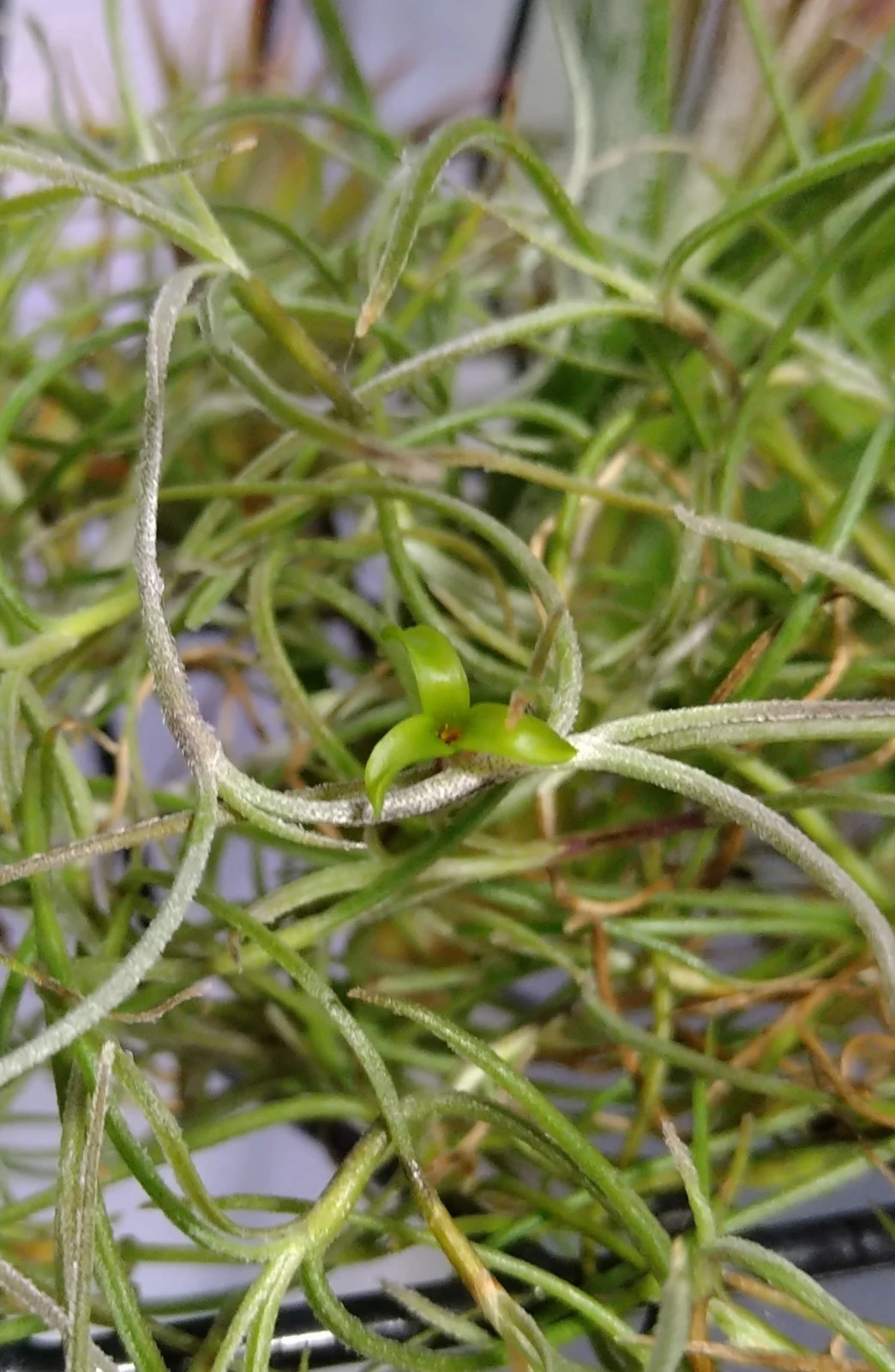 ティランジア　ウスネオイデス　花