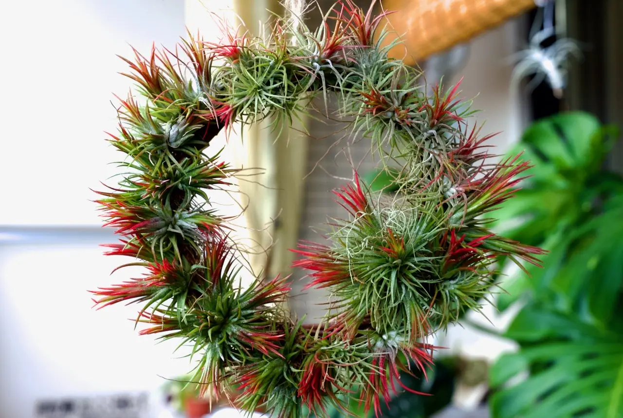 ティランジア　イオンナンタ　フエゴ　クリスマスリース　ウスネオイデス　密航