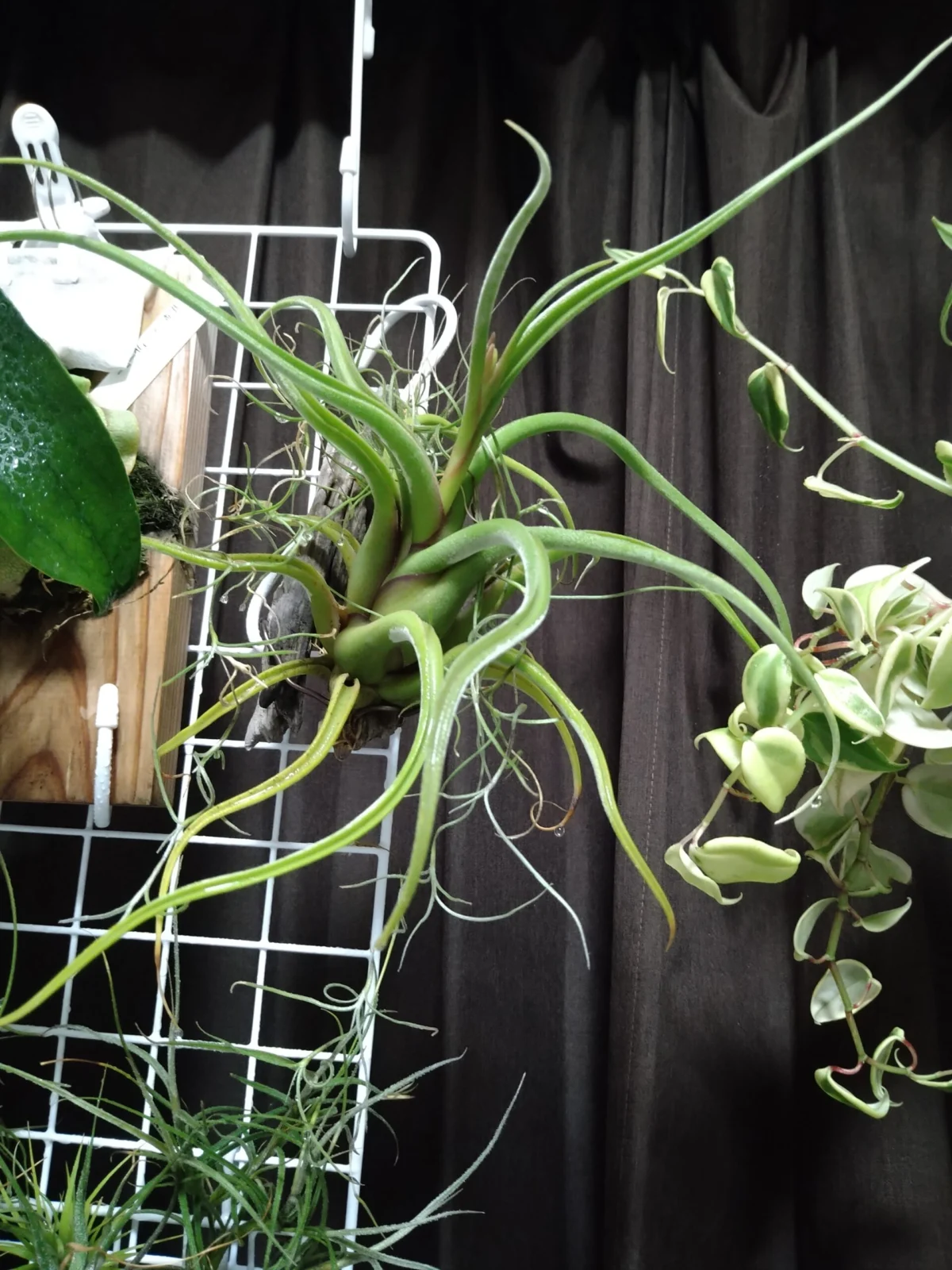 カプトメデューサエ