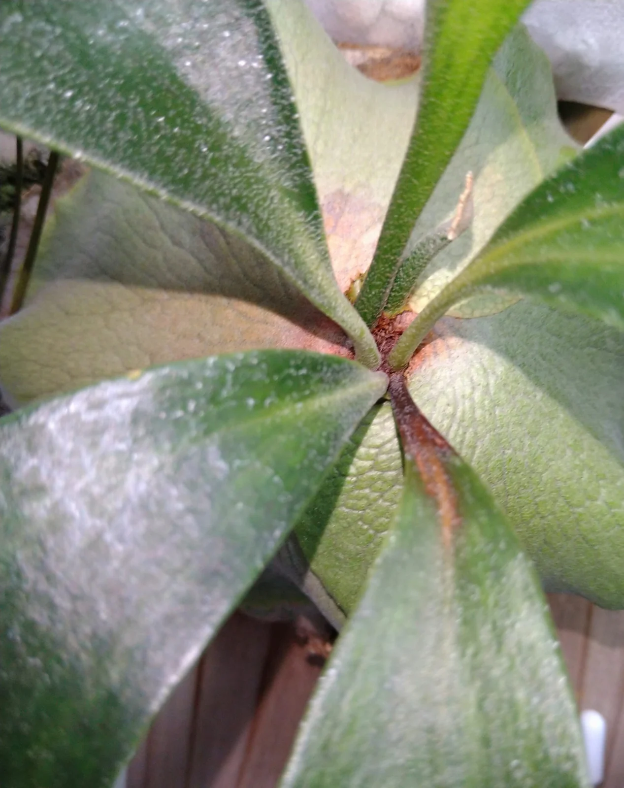 ビカクシダ　広葉×ブルーミー