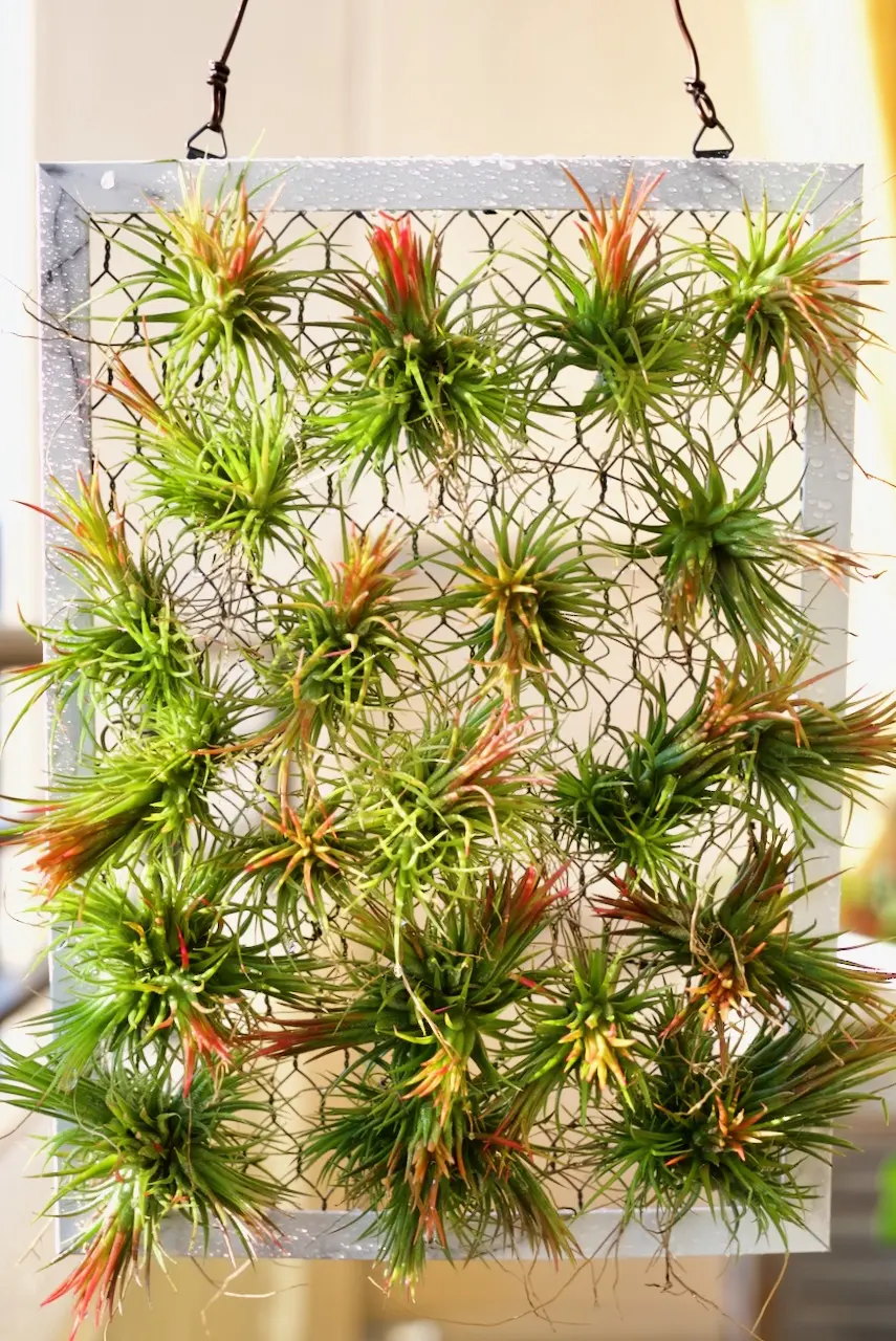 ティランジア　イオンナンタ　フエゴ　アートフレーム