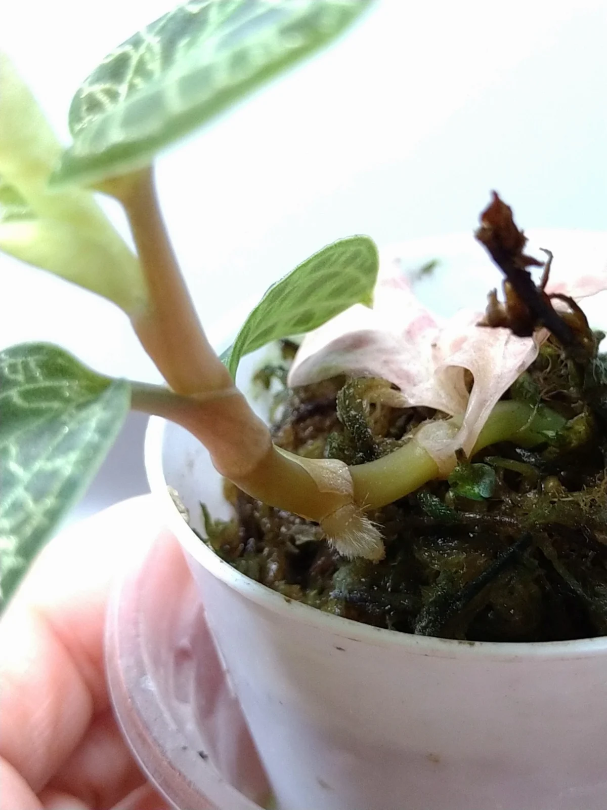 ジュエルオーキッド　マコデス