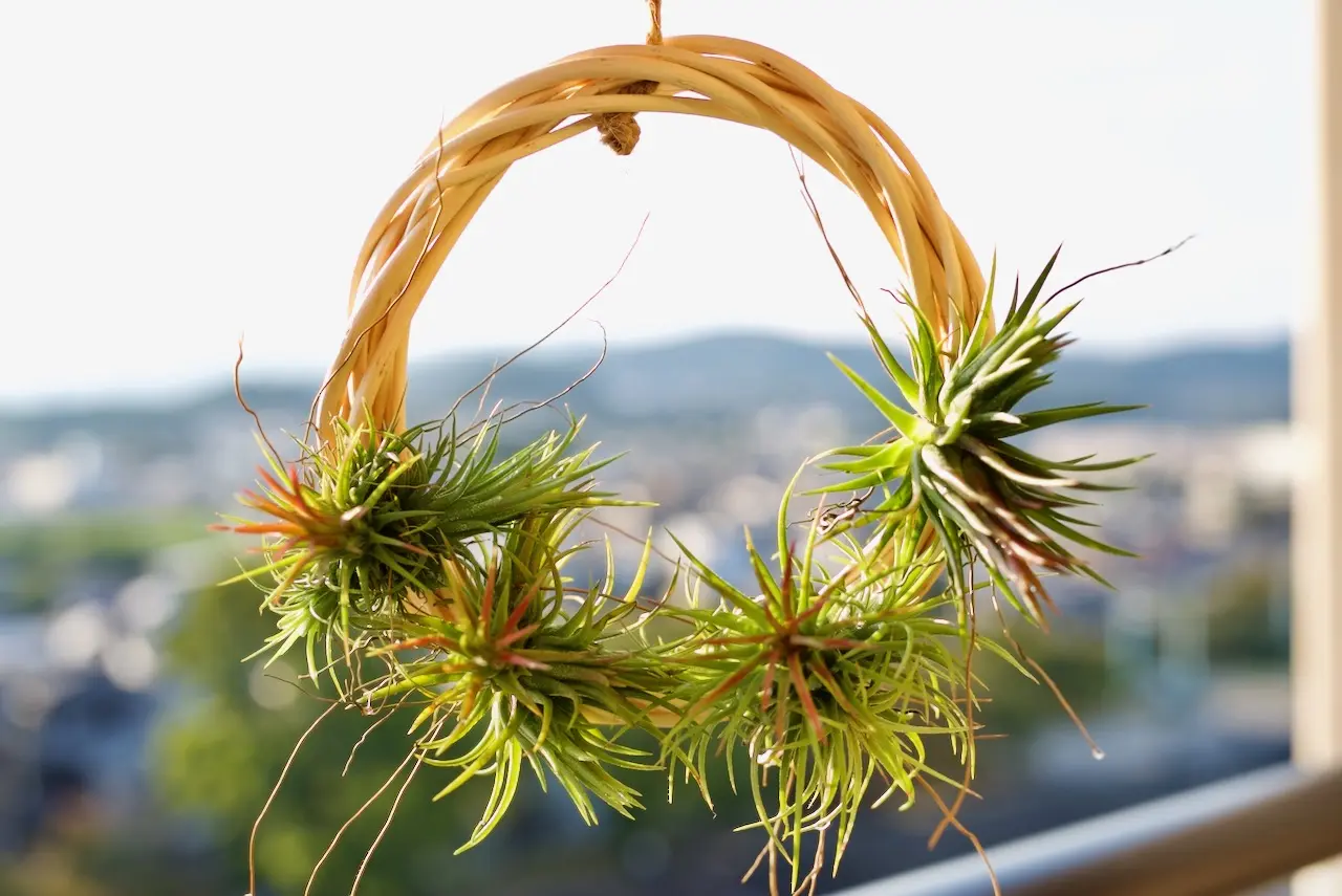 ティランジア　イオンナンタ　フエゴ　クリスマスリース小