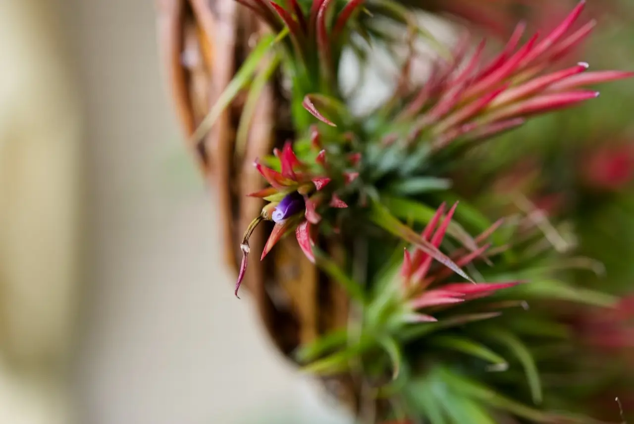 ティランジア　イオンナンタ　フエゴ　クリスマスリース