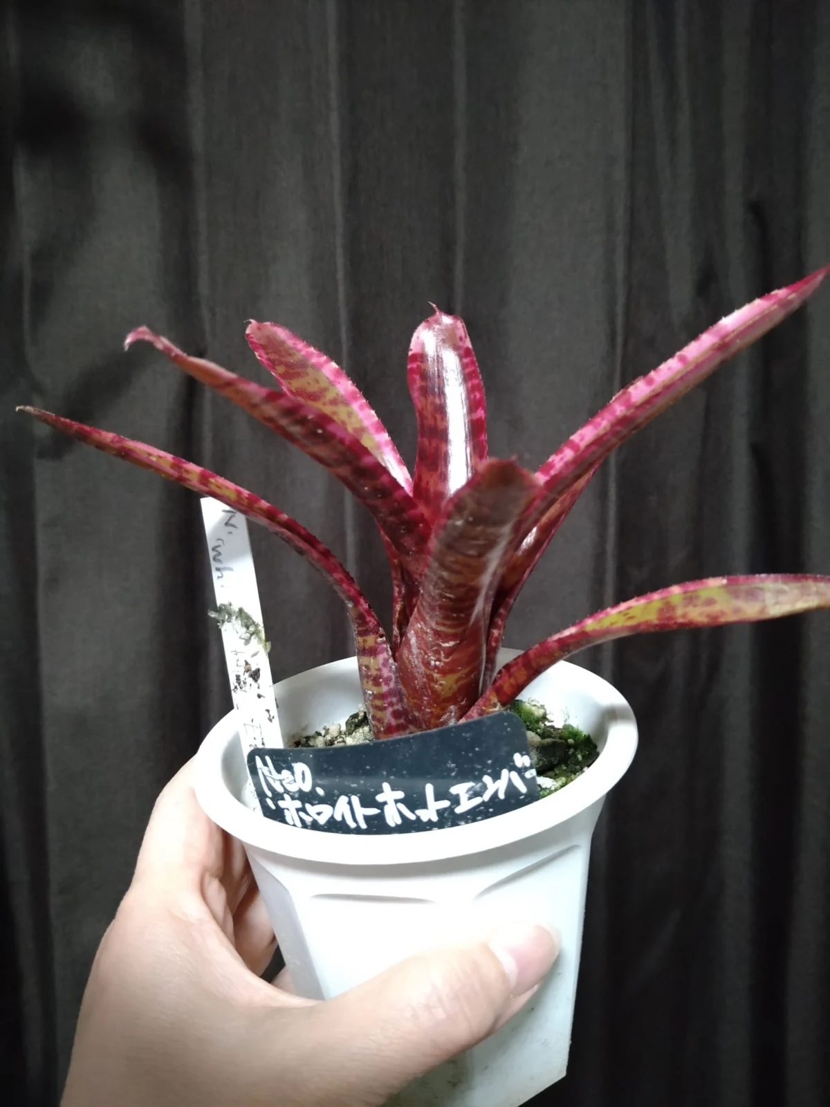 ネオレゲリア　ホワイトホットエンバー