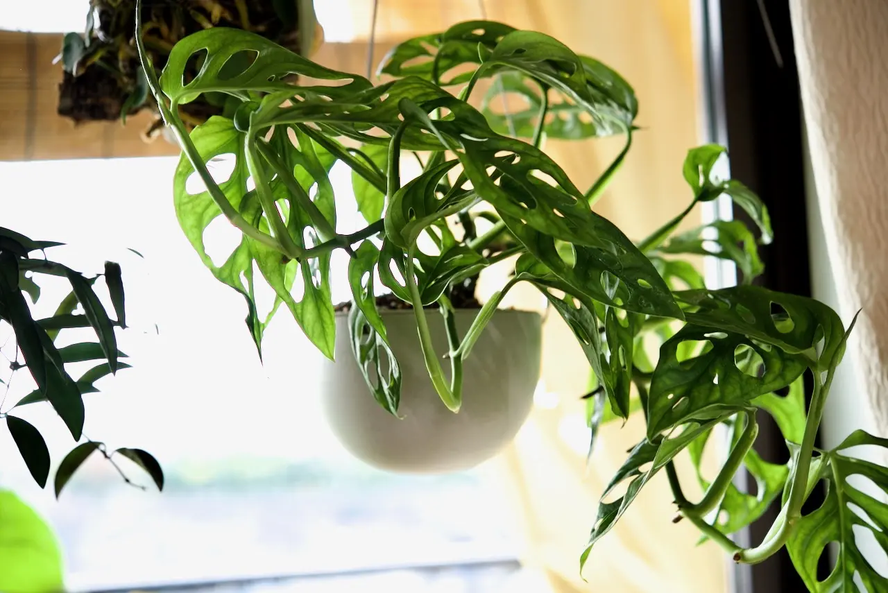 モンステラ　アダンソニー　マドカズラ