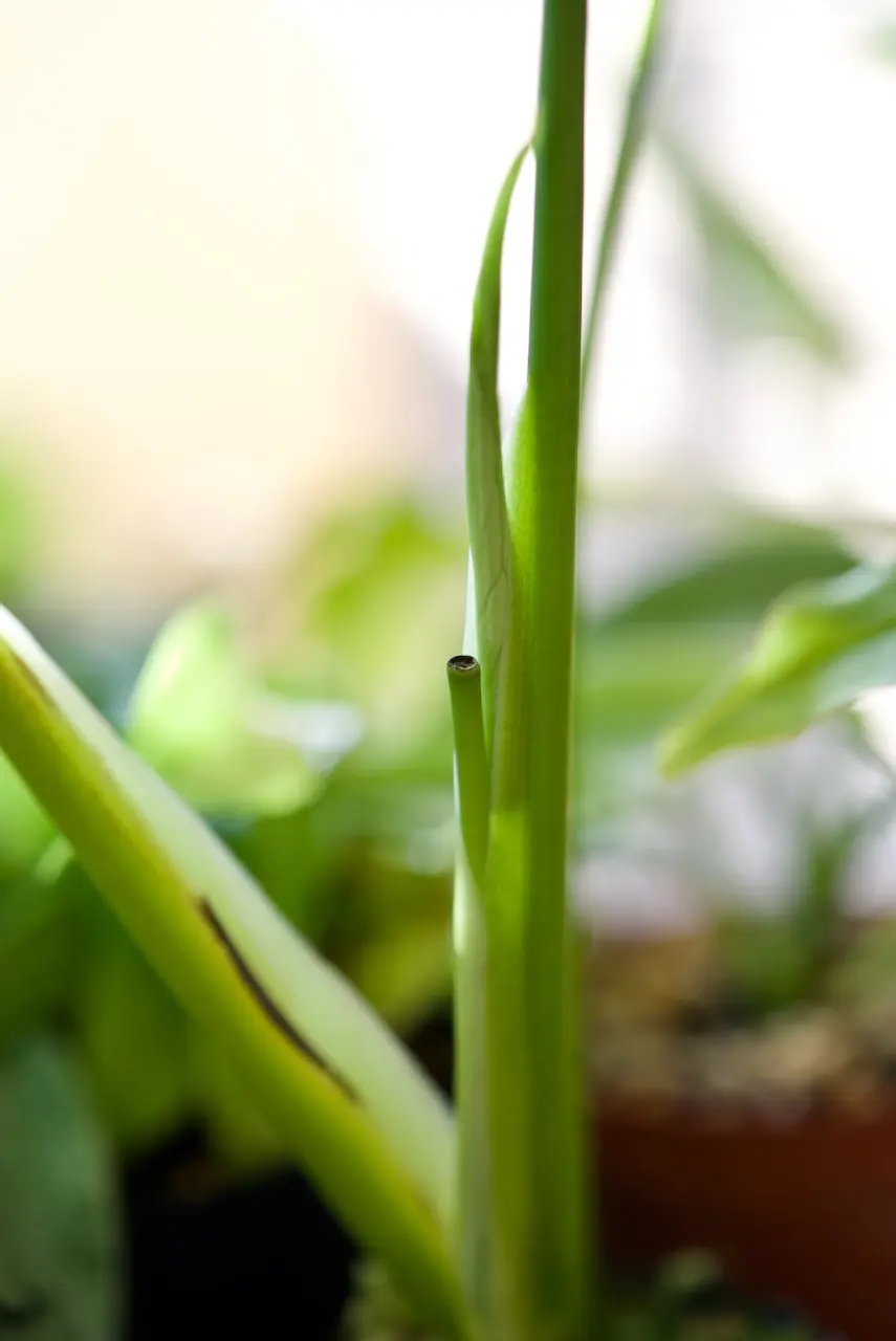 モンステラ　バールマルクスフレーム