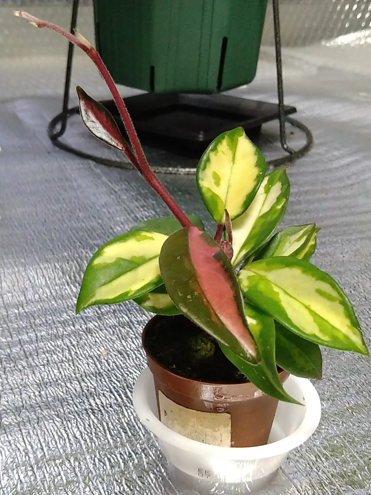 ホヤ　カルノーサ　トリカラー