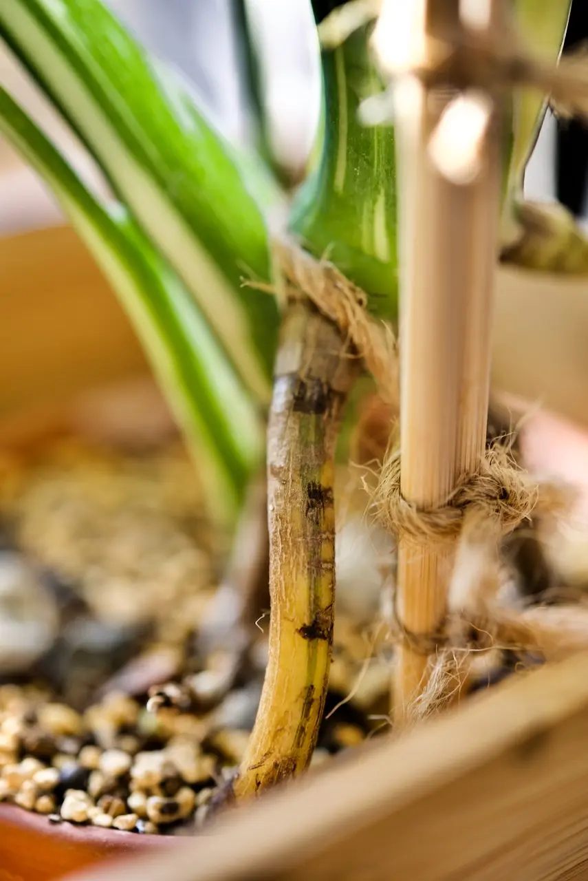 モンステラ　タイコンステレーション