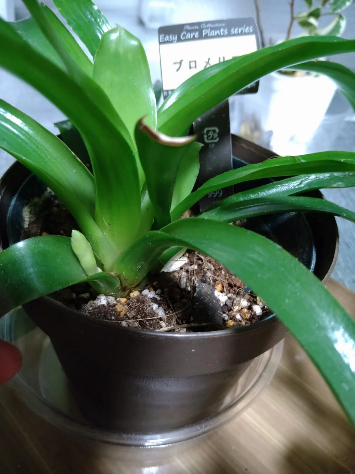 ブロメリア　品種不明