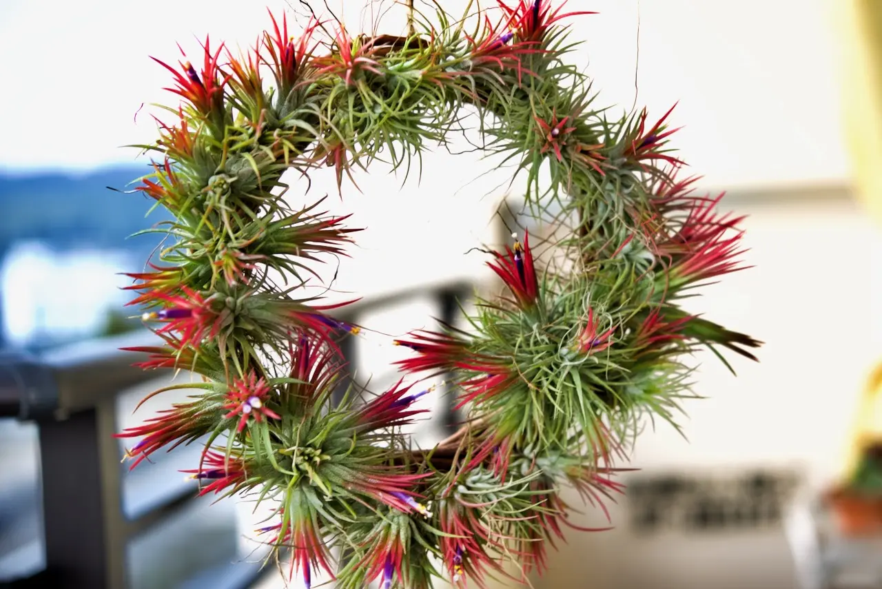 ティランジア　イオナンタ　フエゴ　クリスマスリース