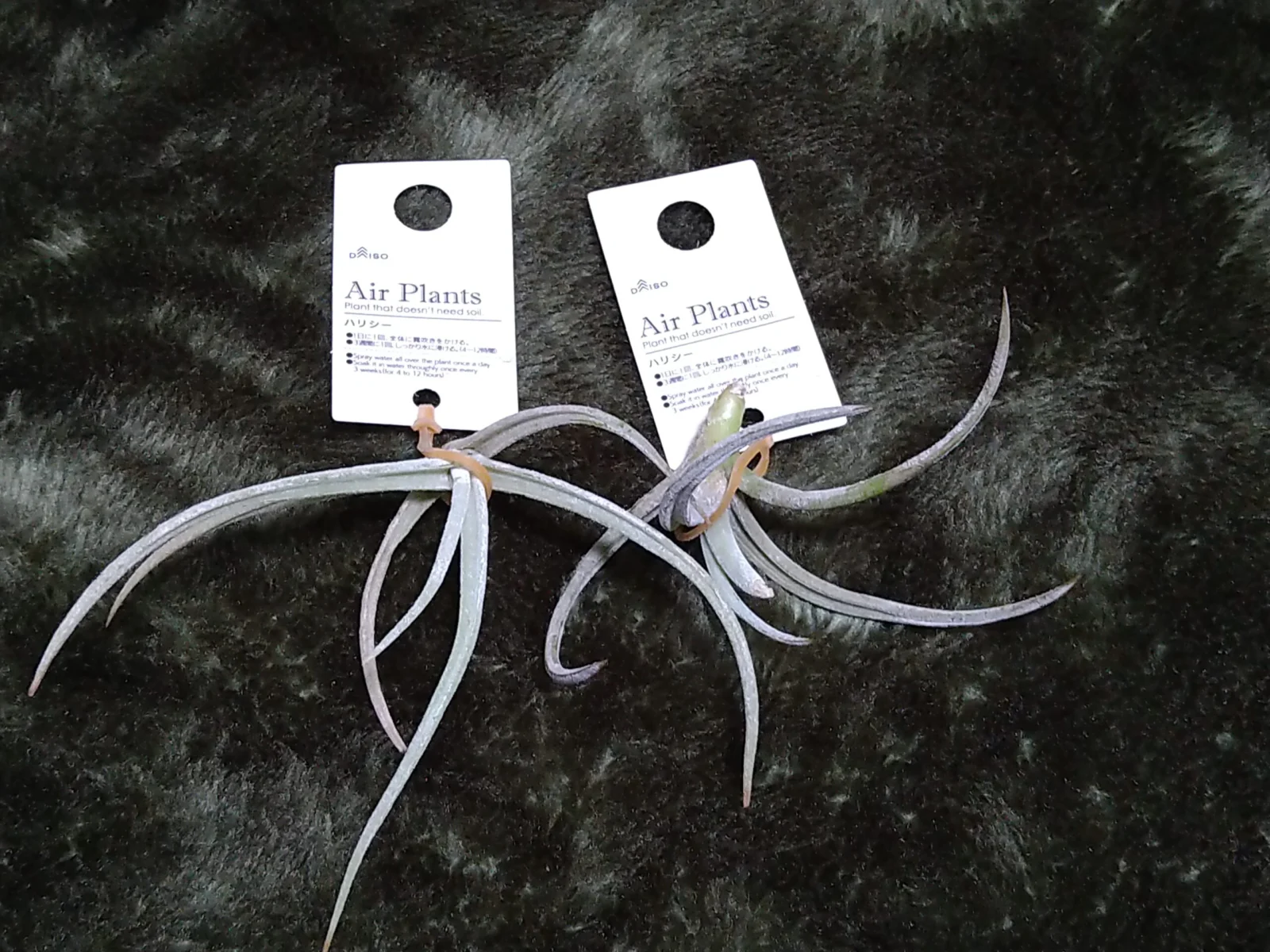ティランジア　ハリシー　？　ダイソー