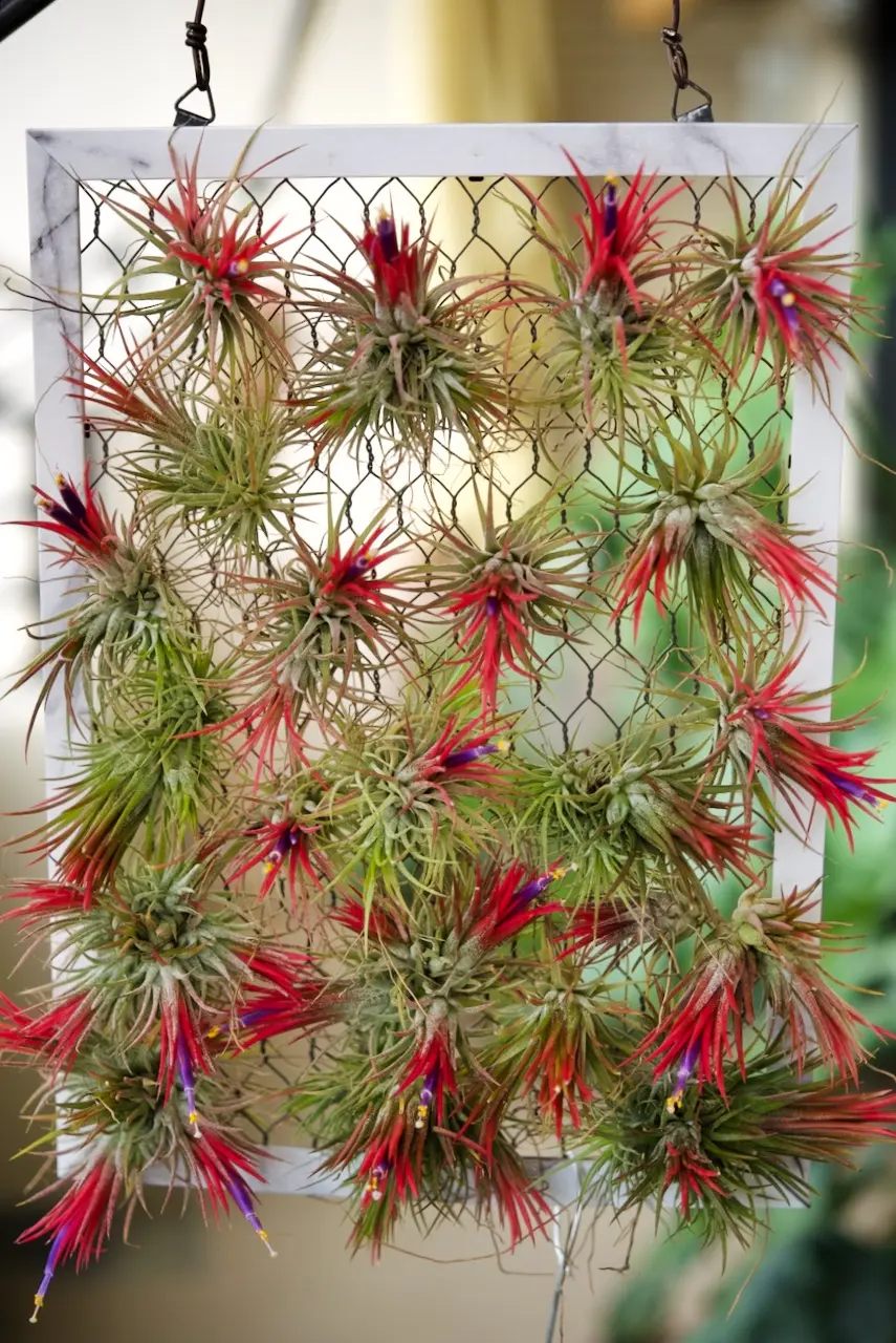 ティランジア　イオナンタ　フエゴ