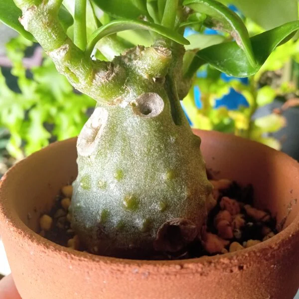 蟻植物 ヒドノフィツム パプアナム