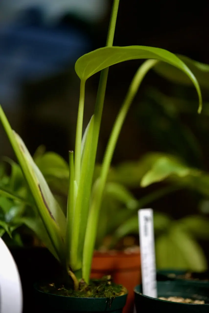 モンステラ　バールマルクスフレーム