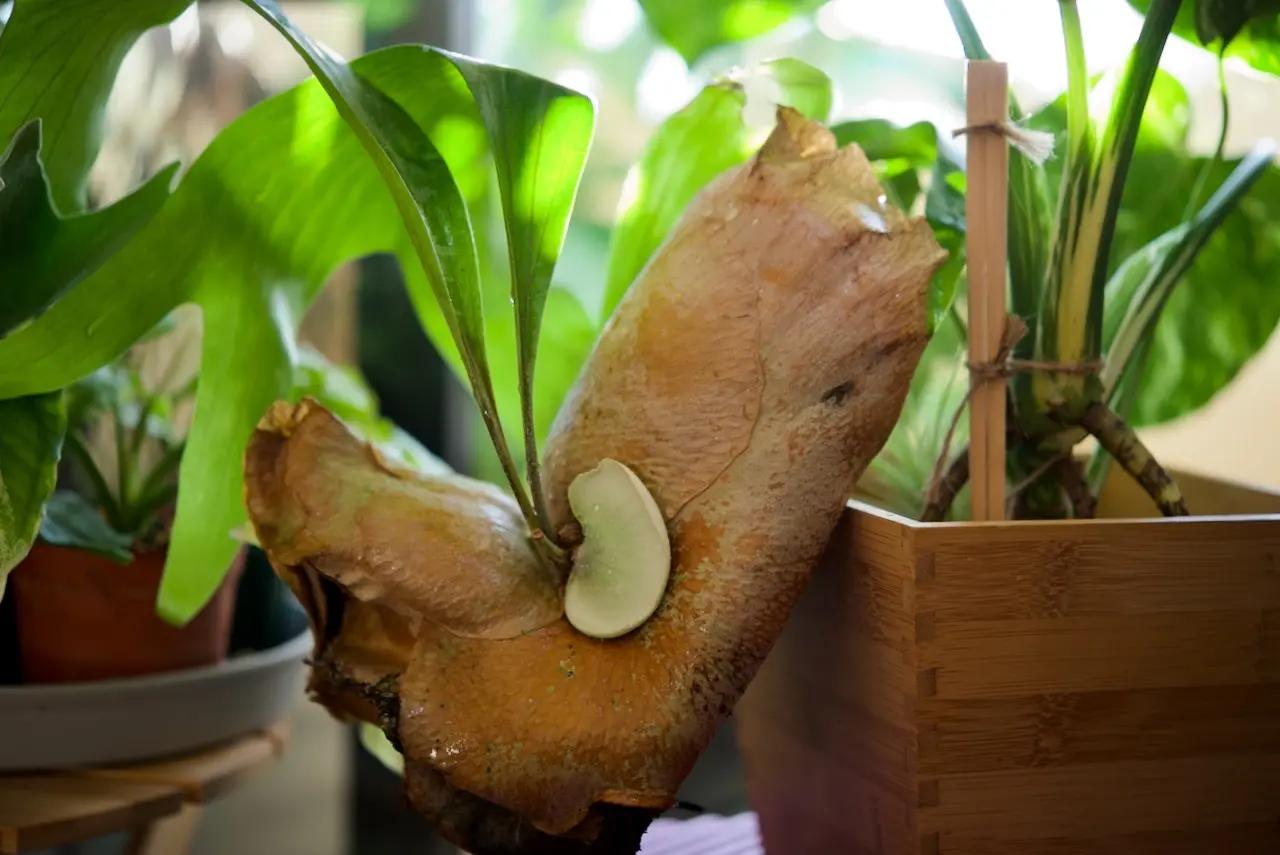 ビカクシダ　犬