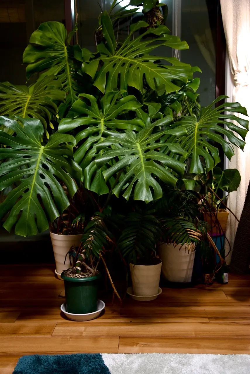 モンステラ　デリシオーサ