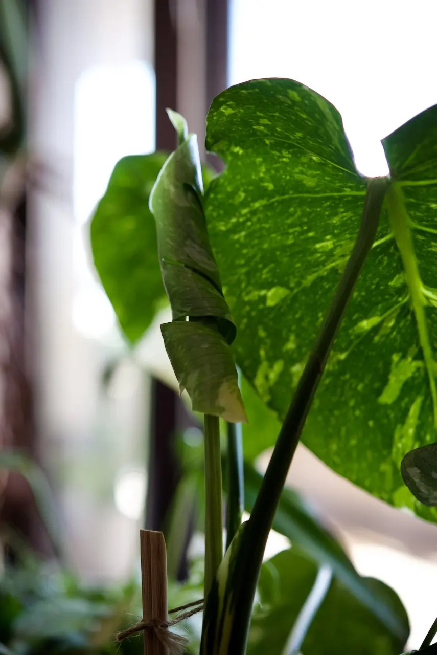 モンステラ　デリシオーサ　タイコンステレーション　ドリル