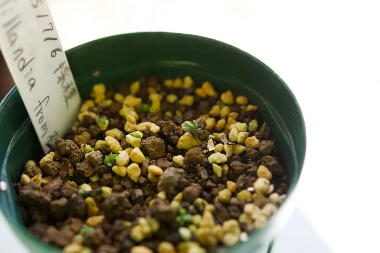 ティランジア　品種不明　土に播種から約19週間