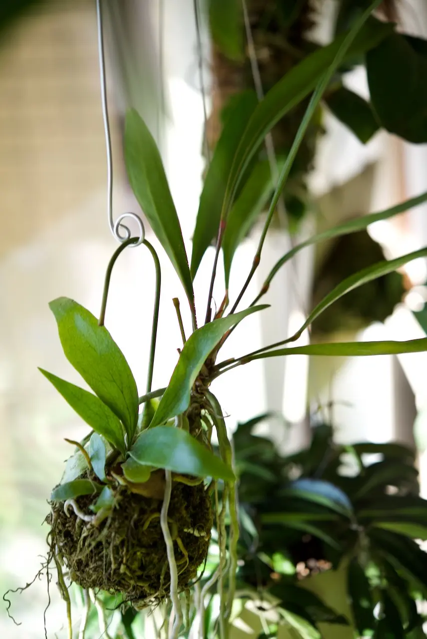 アンスリウム　グラシレ　with　野良ビカクシダ