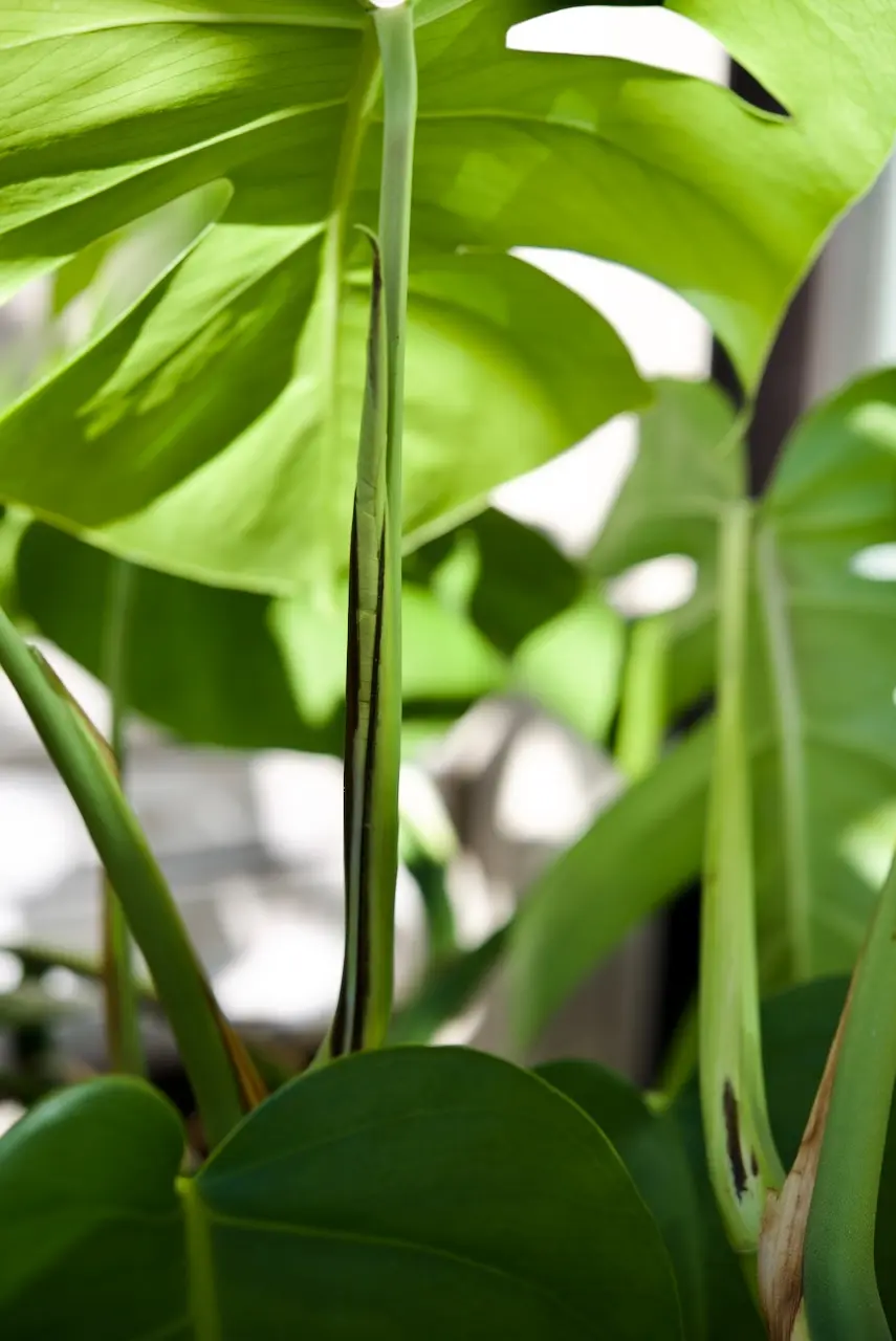 モンステラ　ボルシギアナ　野外越冬ドリル