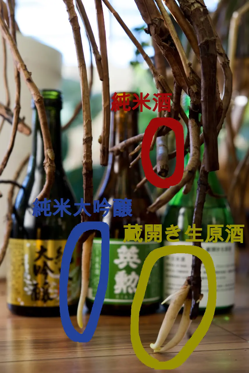 モンステラ デリシオーサ 日本酒で気根育成