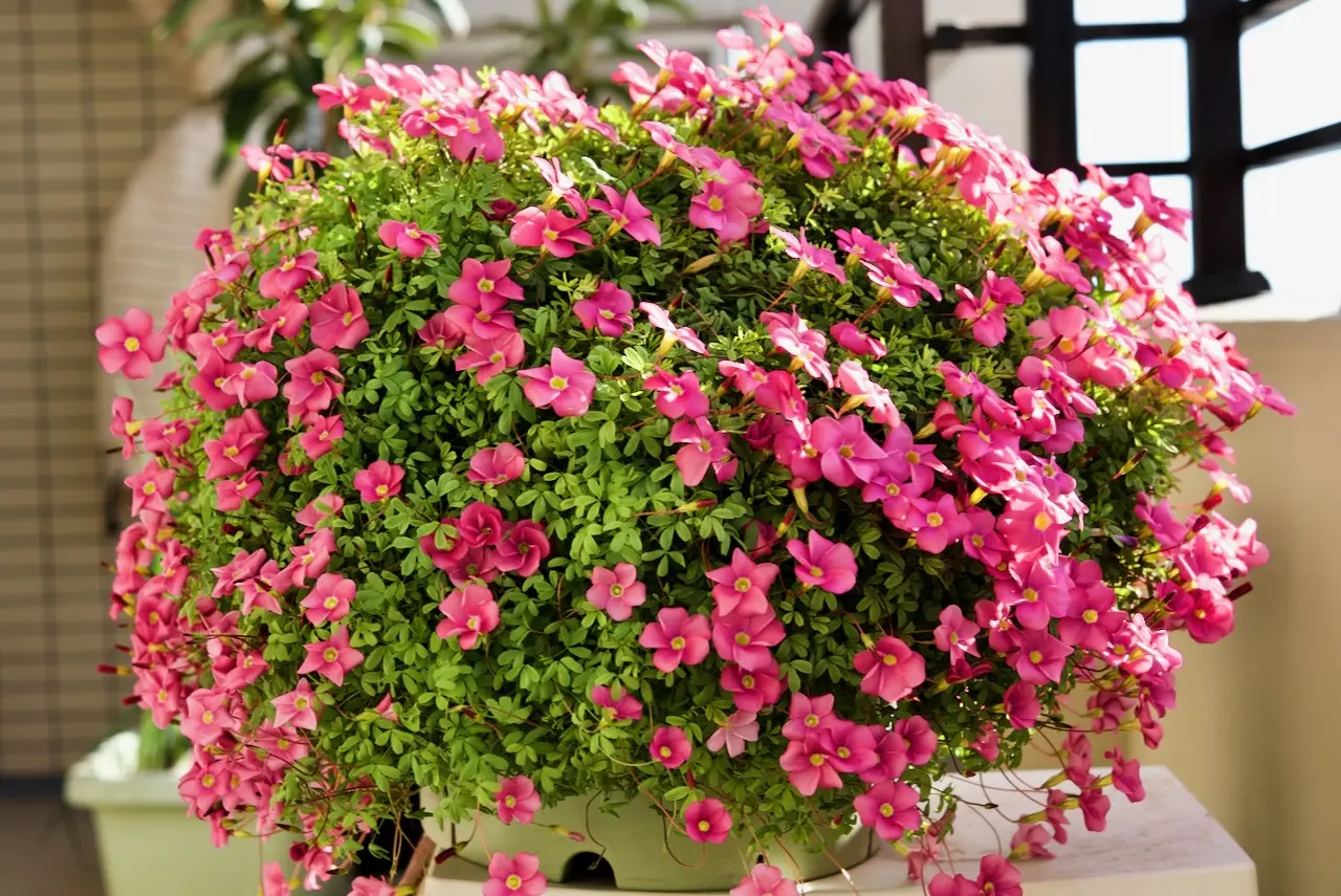 オキザリス 桃の輝き