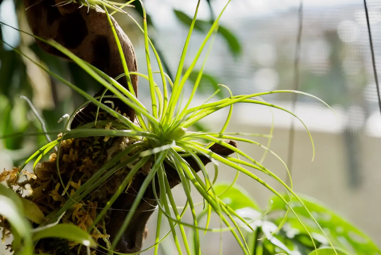 ティランジア　ストリクタ