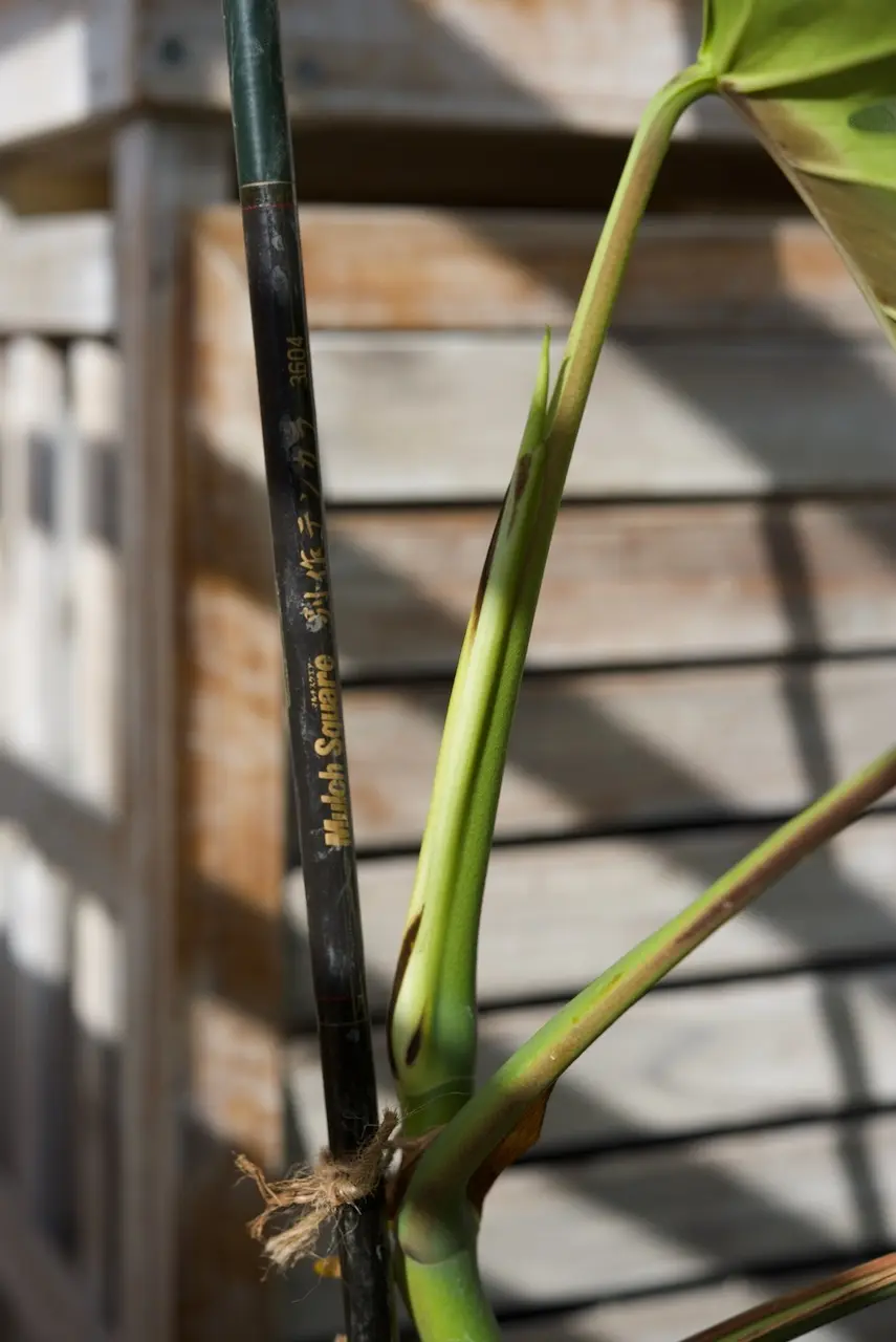 モンステラ　ボルシギアナ　野外越冬ドリル ②