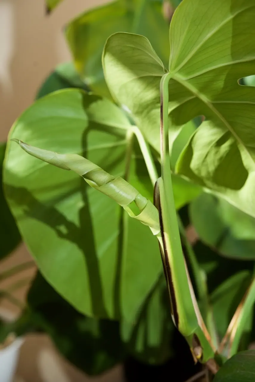 モンステラ　ボルシギアナ　野外越冬ドリル ①