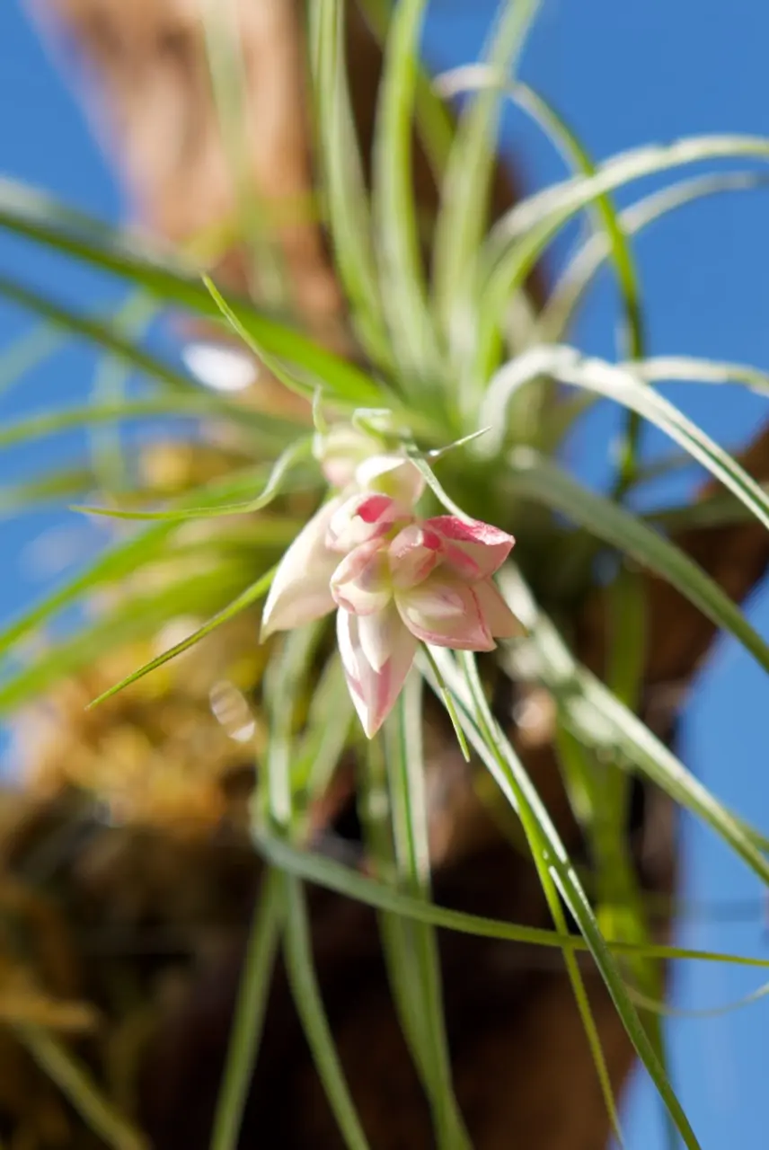 ティランジア ストリクタ