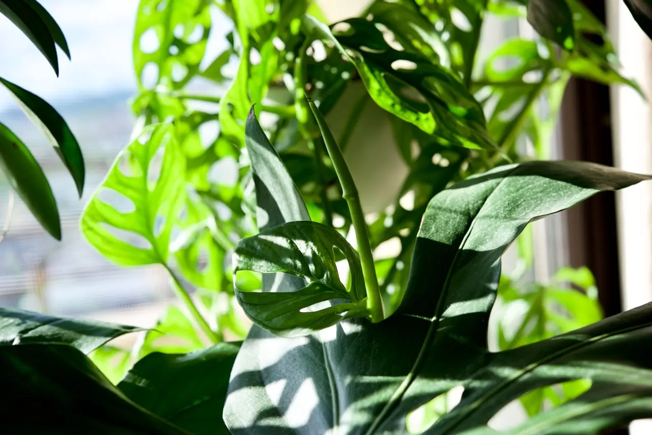 モンステラ　アダンソニー　マドカズラ