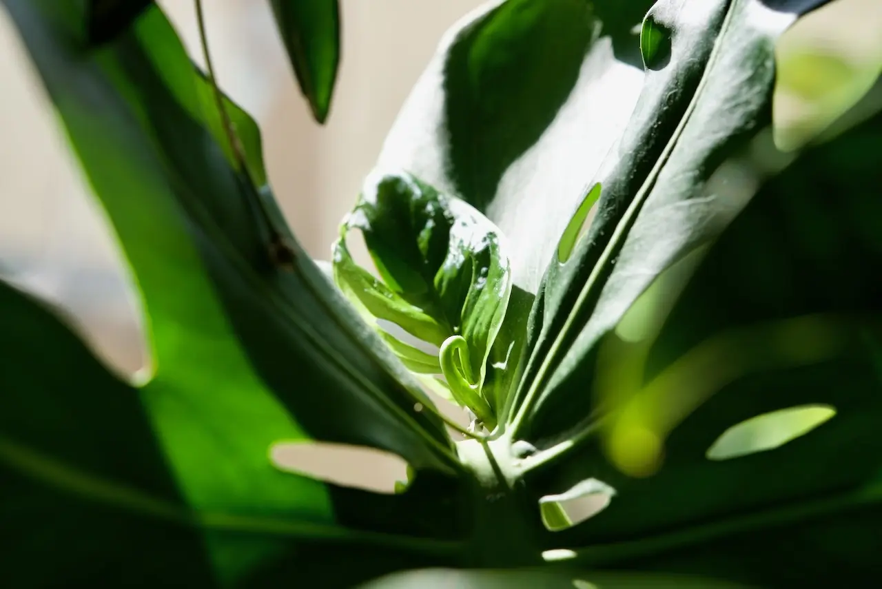 モンステラ　アダンソニー　マドカズラ