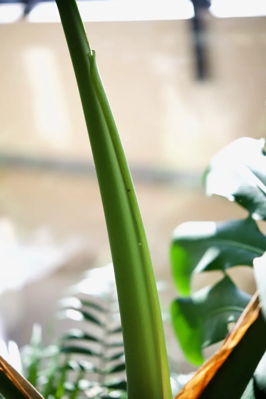 モンステラ　デリシオーサ　出るのか？ 冬のドリル