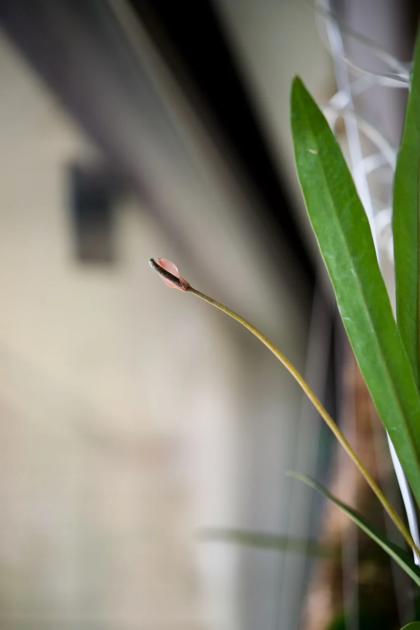 アンスリウム　グラシレ