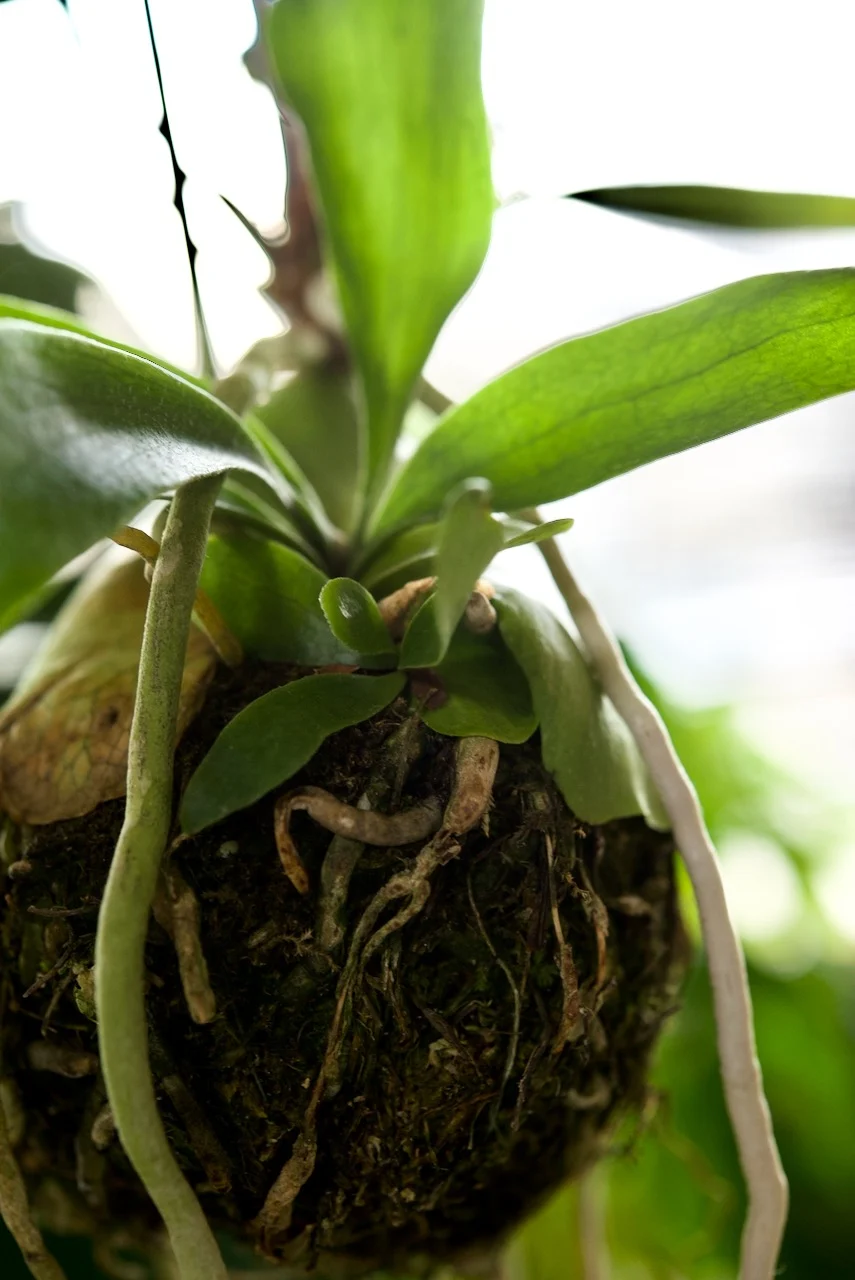 ビカクシダ 野良2号