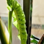 yonekoのアバター