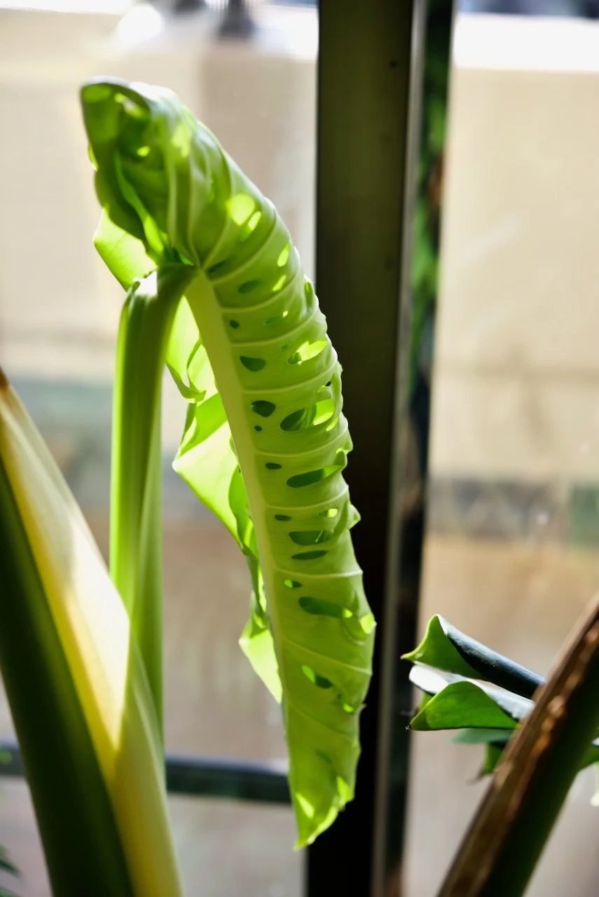 モンステラ　デリシオーサ　冬のドリル ②