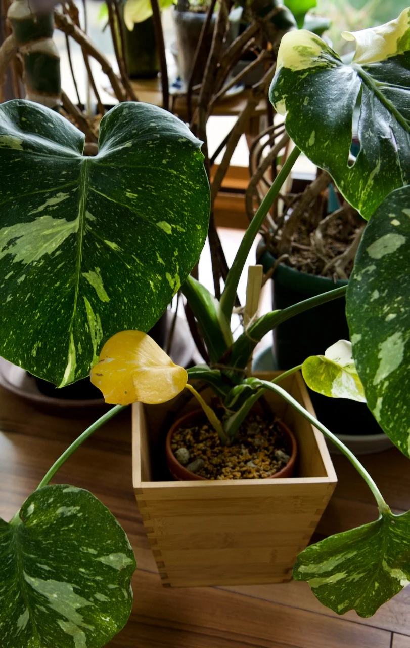 モンステラ　デリシオーサ　タイコンステレーション　紅葉