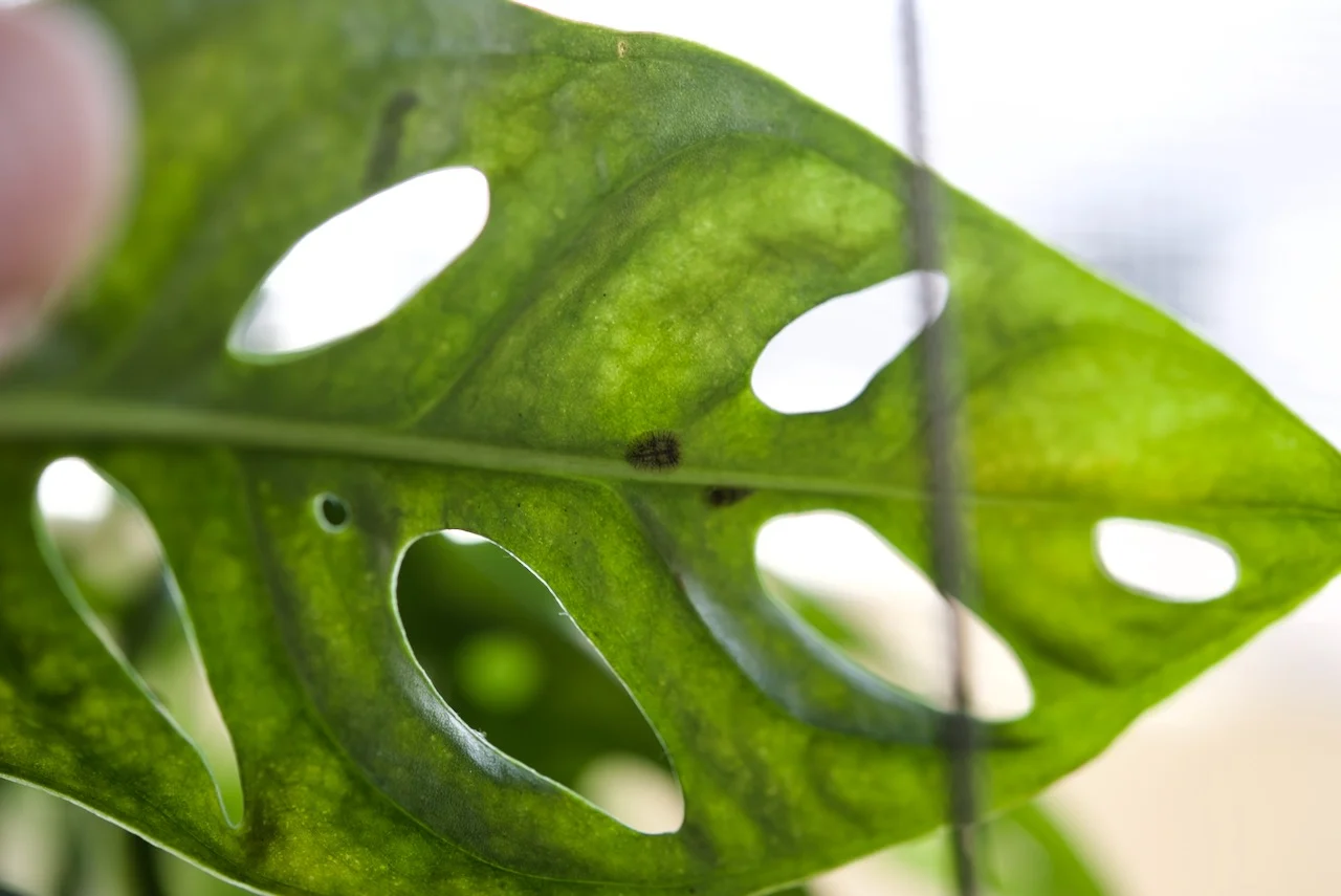 モンステラ　アダンソニー　マドカズラ