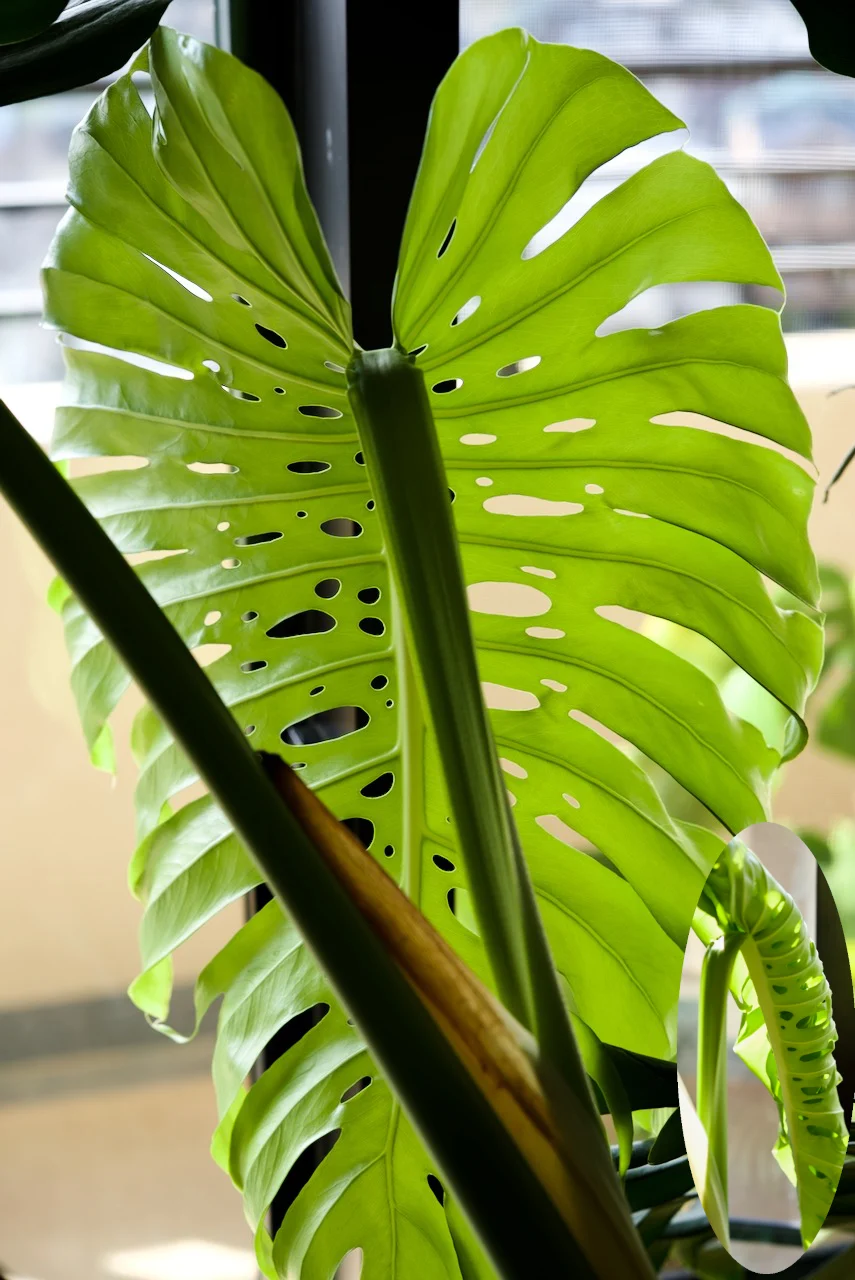 モンステラ　デリシオーサ　イモムシが羽化　冬のドリル