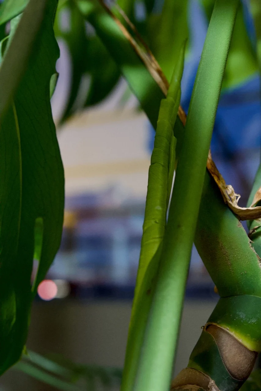 モンステラ　デリシオーサ　冬のドリル